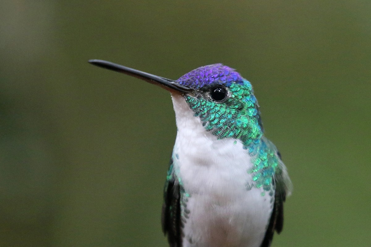 kolibřík andský - ML162547211