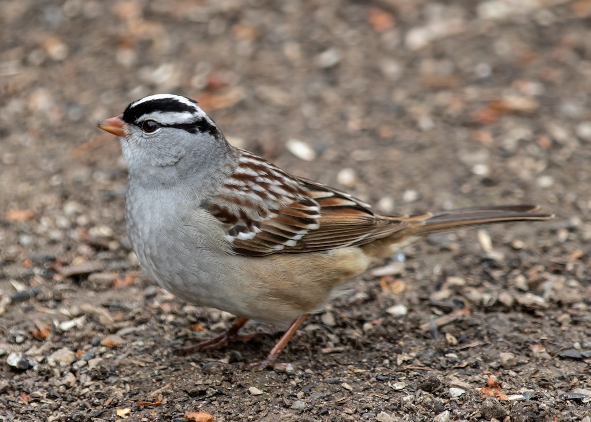 White-crowned Sparrow - Luc Tremblay