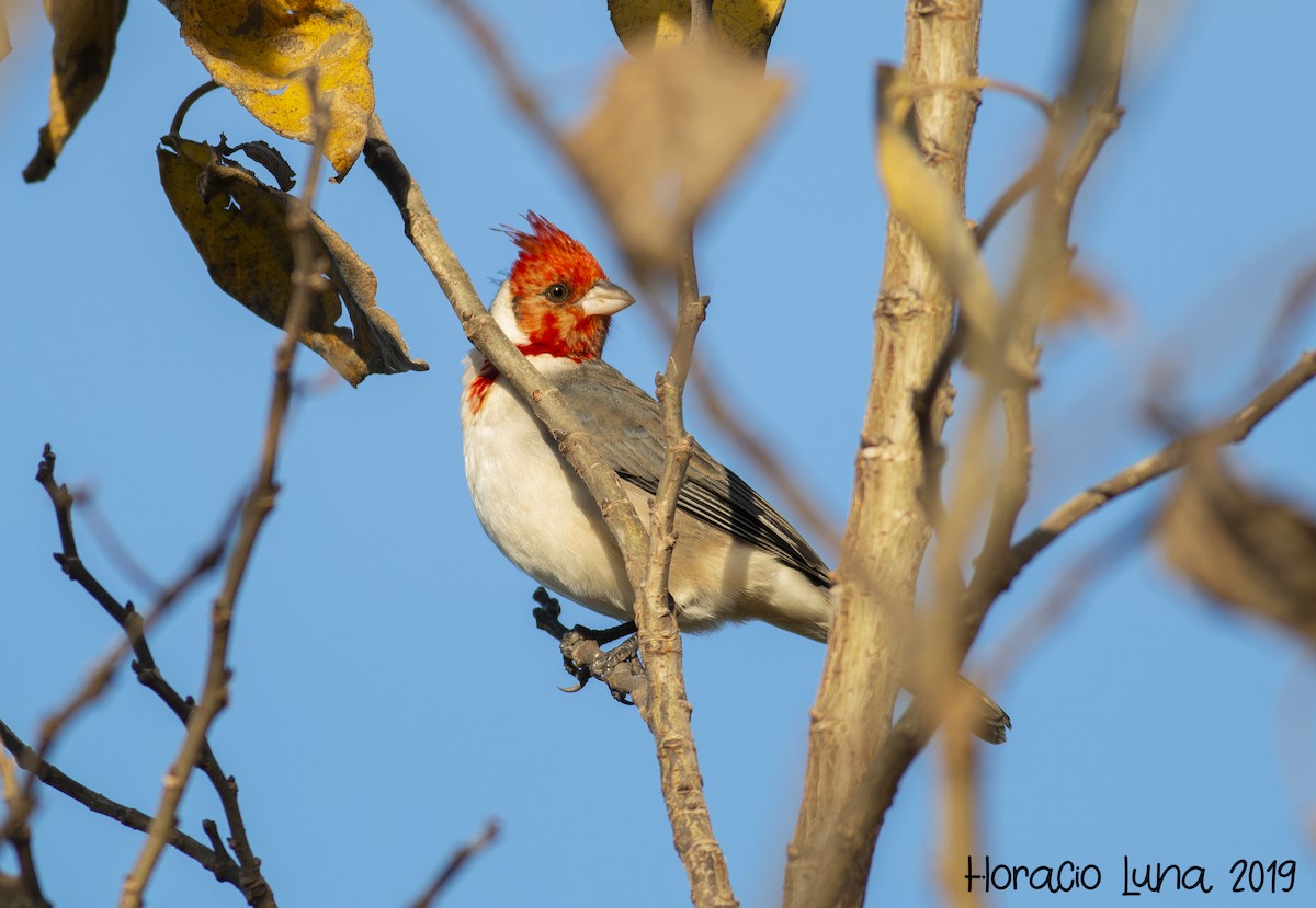 Red-crested Cardinal - ML162550131