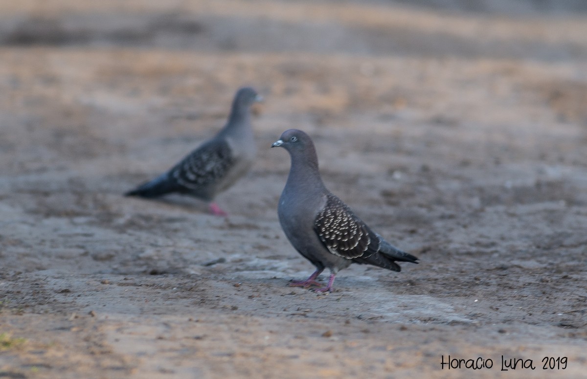 Spot-winged Pigeon - Horacio Luna