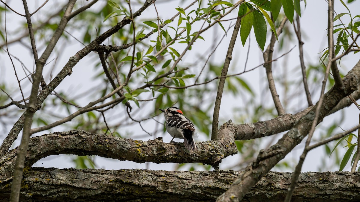 Downy Woodpecker (Eastern) - Kyle Matera