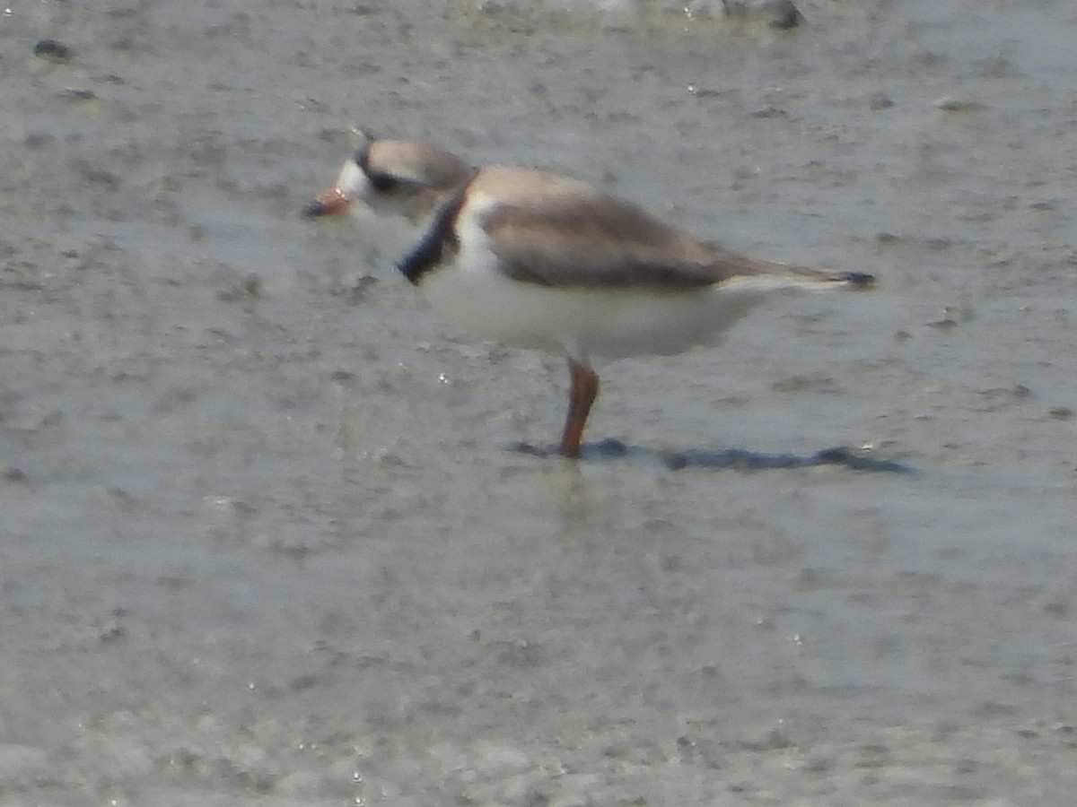 Piping Plover - ML162552981