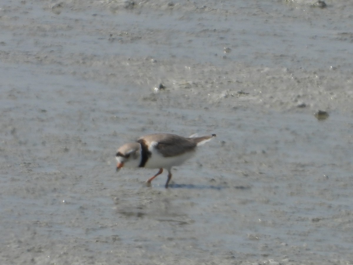 Piping Plover - ML162553061