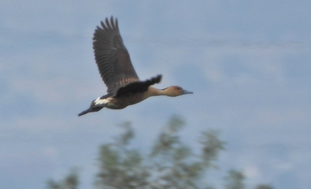 Fulvous Whistling-Duck - ML162555531