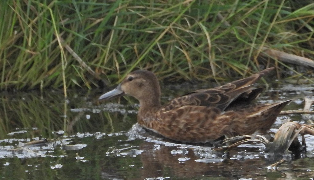 Blue-winged Teal - ML162555551