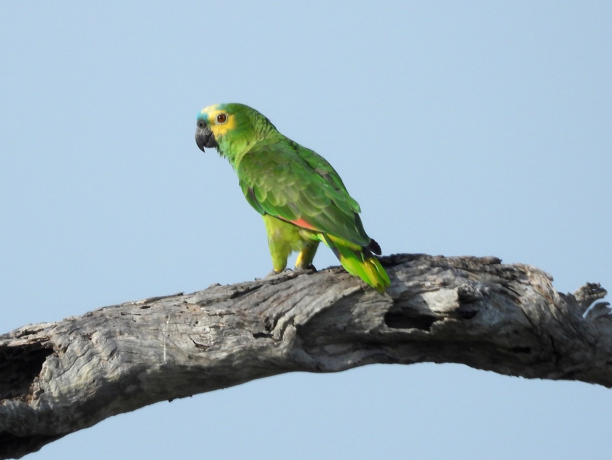 Turquoise-fronted Parrot - bob butler