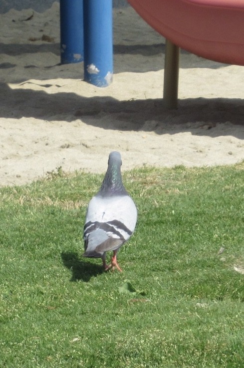 Rock Pigeon (Feral Pigeon) - ML162556191