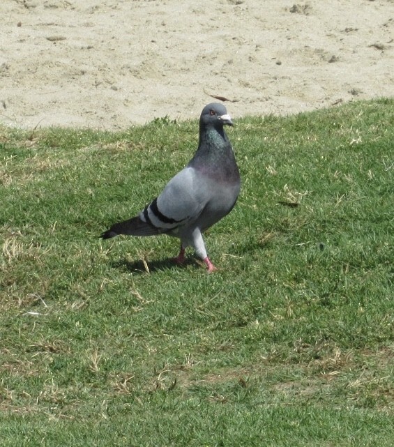 Rock Pigeon (Feral Pigeon) - ML162556201