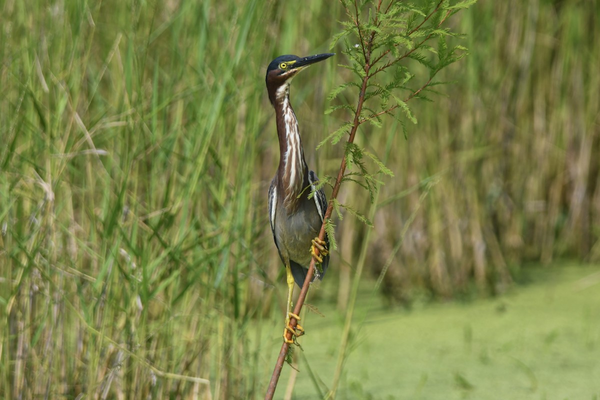 Green Heron - Mike Charest