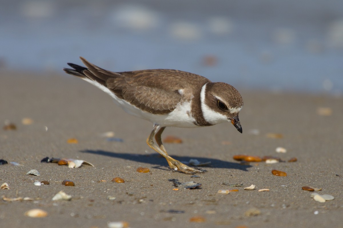 Semipalmated Plover - ML162556981