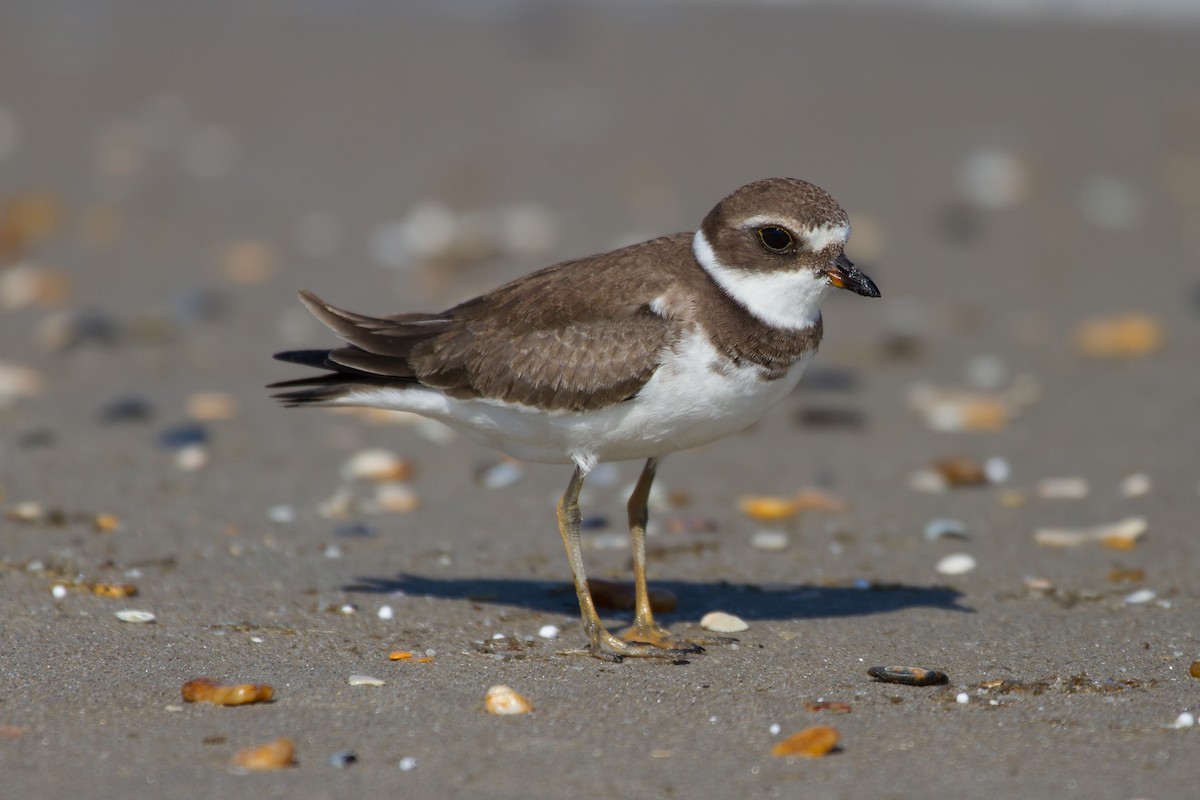 Semipalmated Plover - ML162556991
