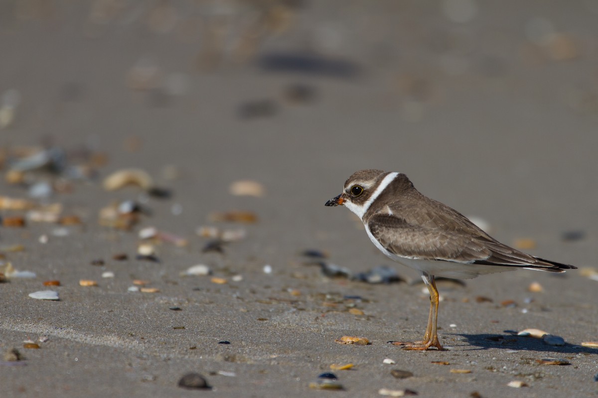 Semipalmated Plover - ML162557001