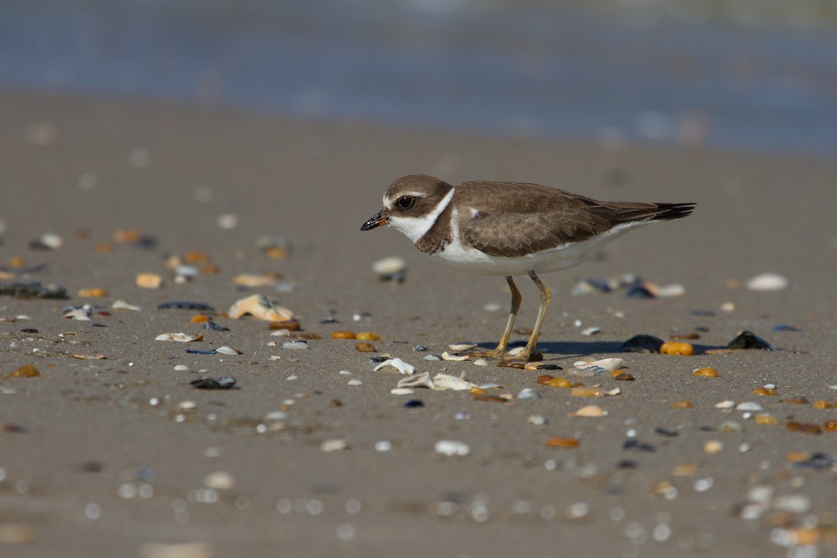 Semipalmated Plover - ML162557011