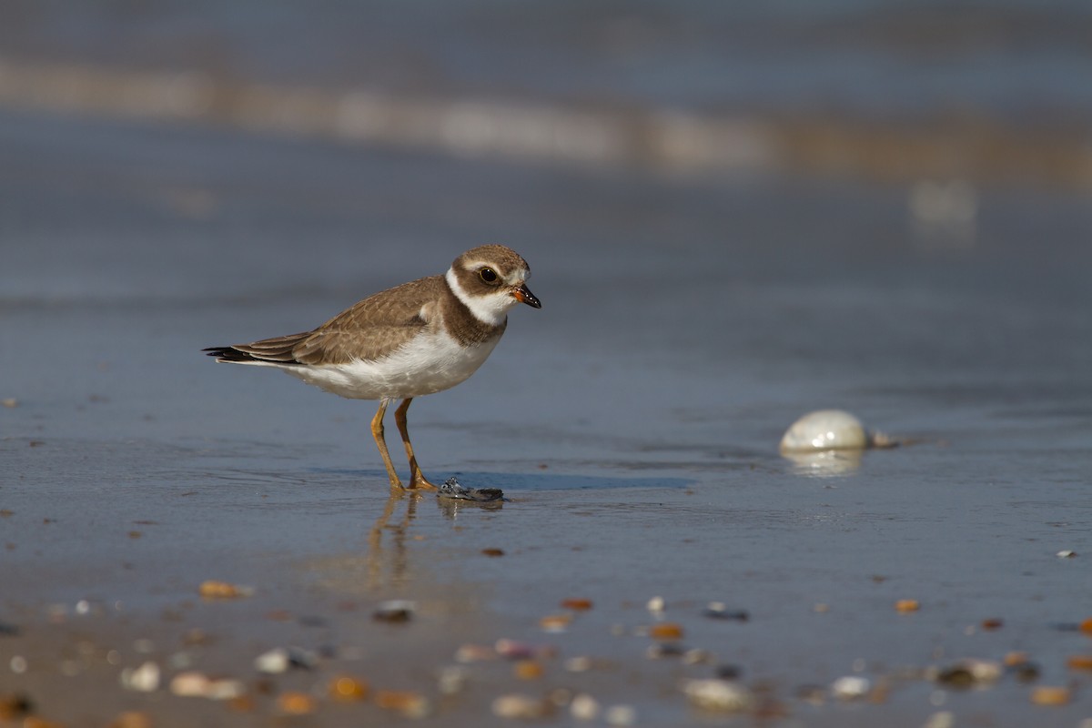 Semipalmated Plover - ML162557021
