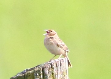 Grasshopper Sparrow - ML162567341