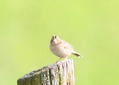 Grasshopper Sparrow - ML162567351