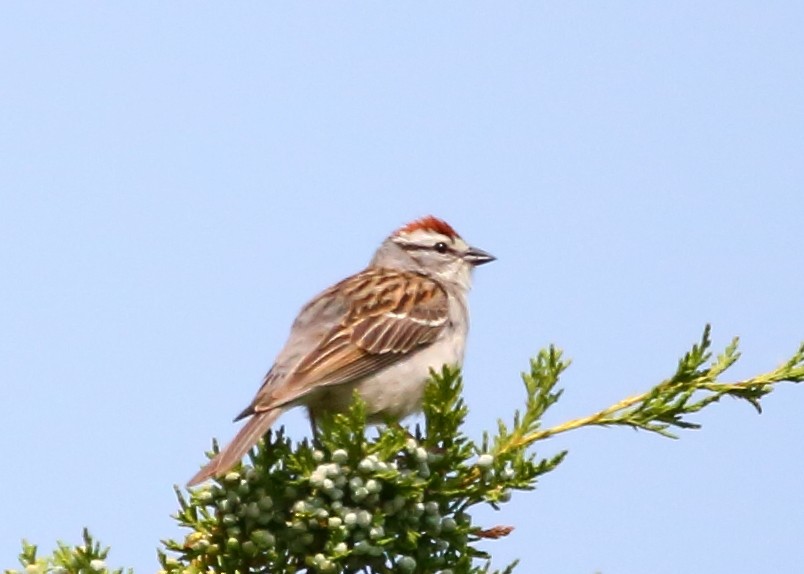 Chipping Sparrow - Piming Kuo