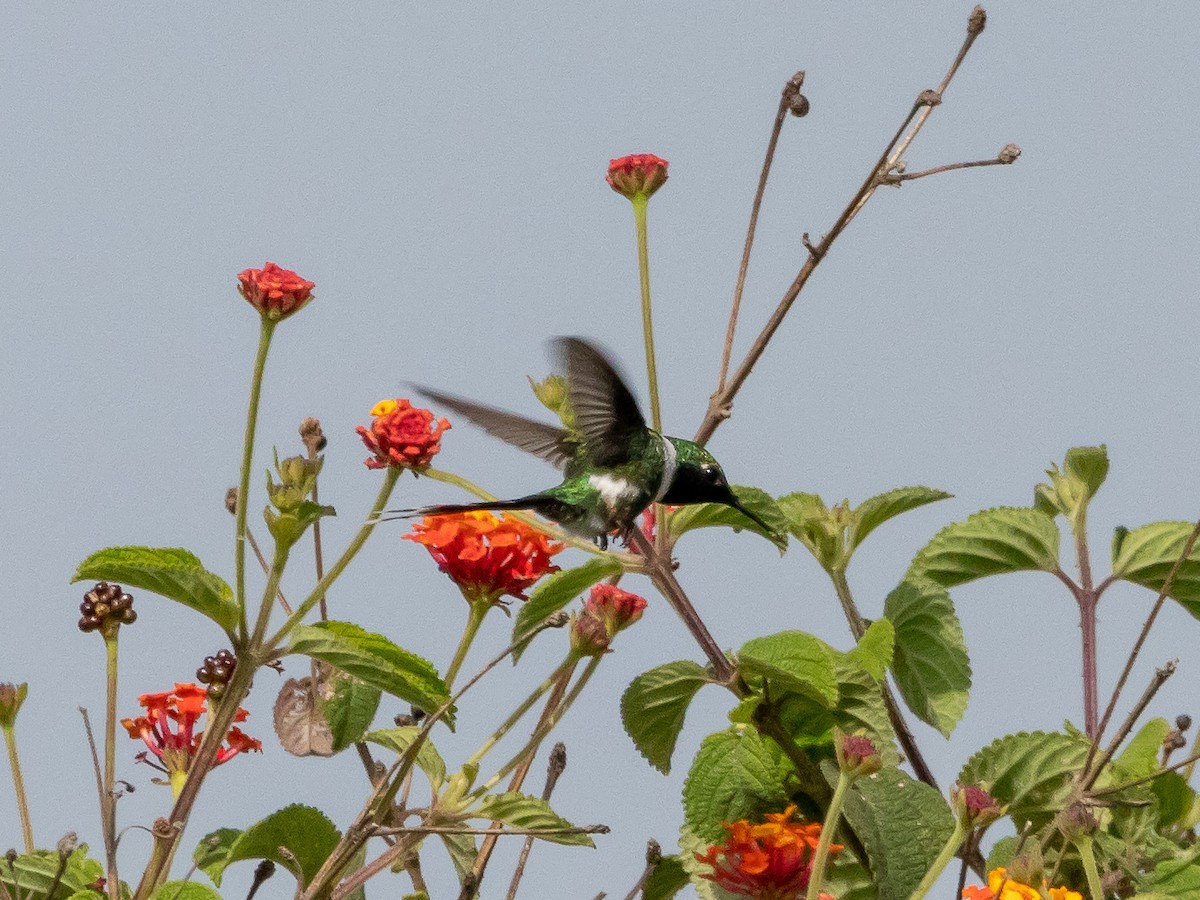 Sparkling-tailed Hummingbird - Rafael Rodríguez Brito