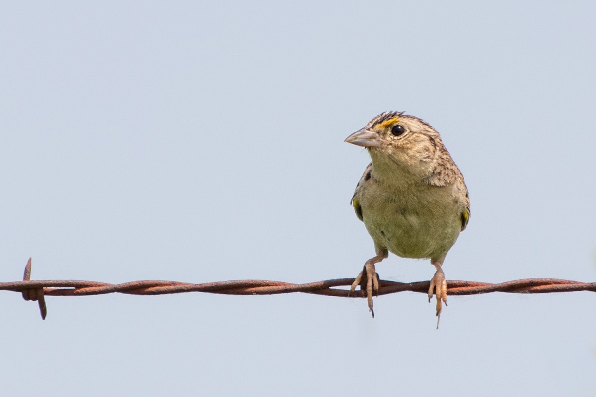 Grasshopper Sparrow - ML162578321