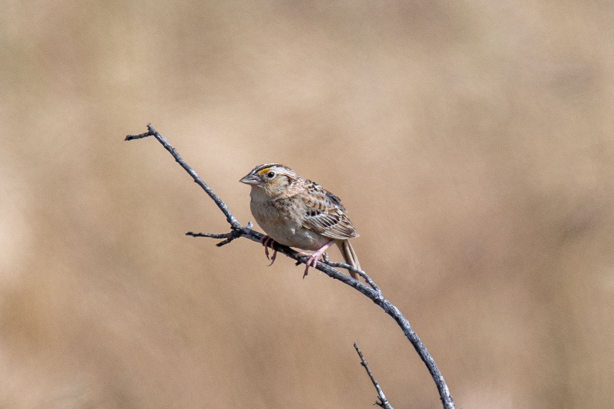 Grasshopper Sparrow - ML162578681