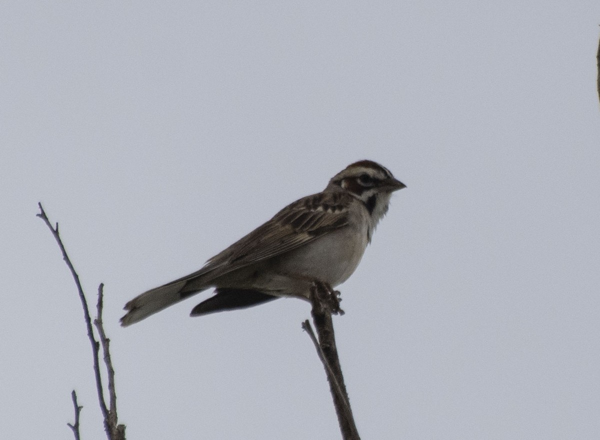 Lark Sparrow - ML162579701