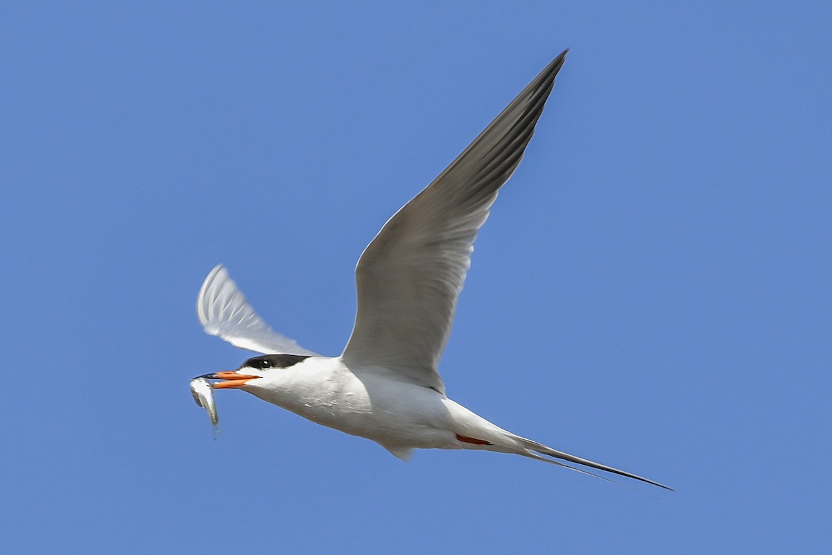 Forster's Tern - Magnus Andersson