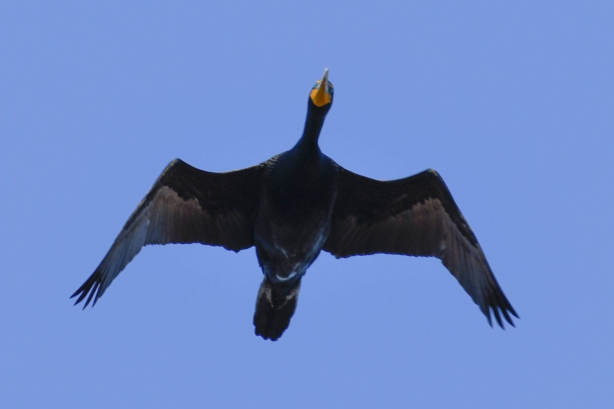 Double-crested Cormorant - Magnus Andersson