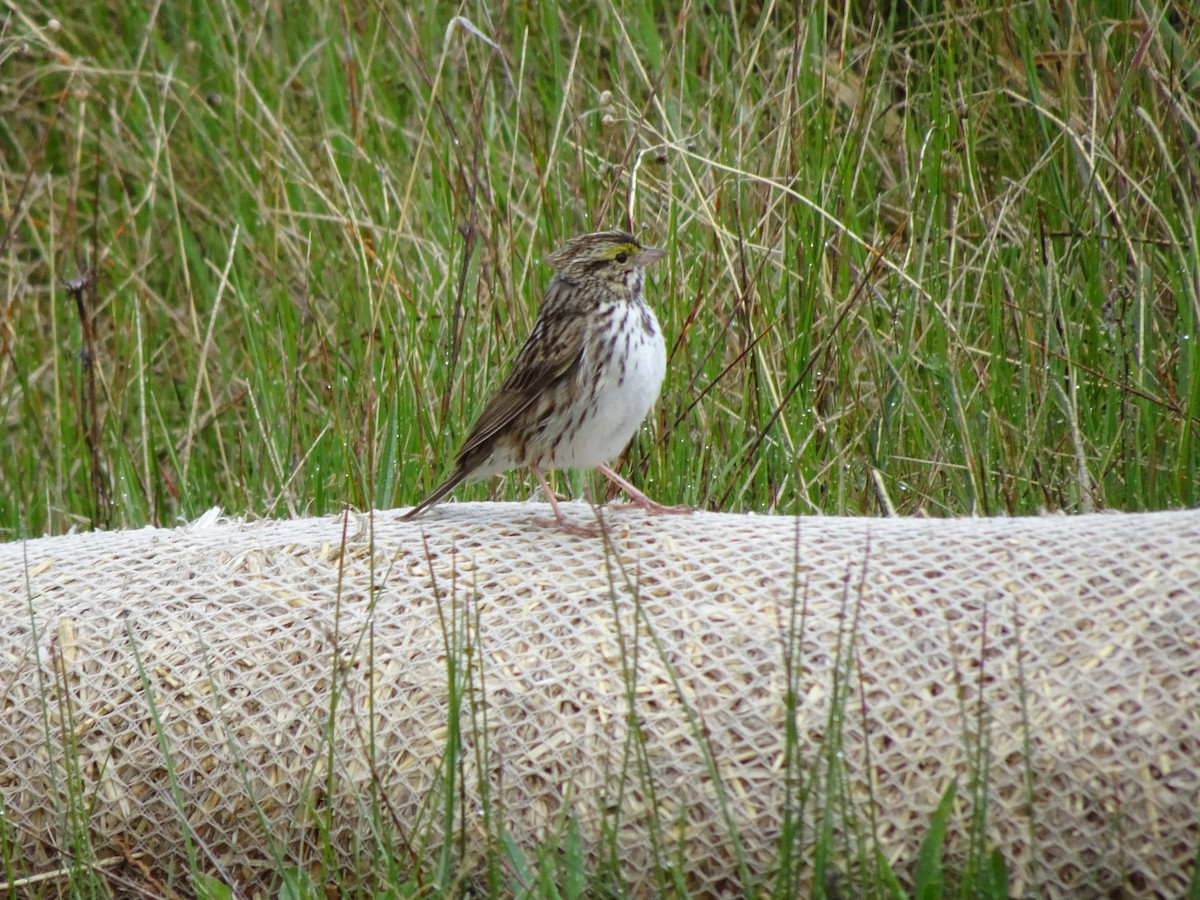 Savannah Sparrow - ML162581101