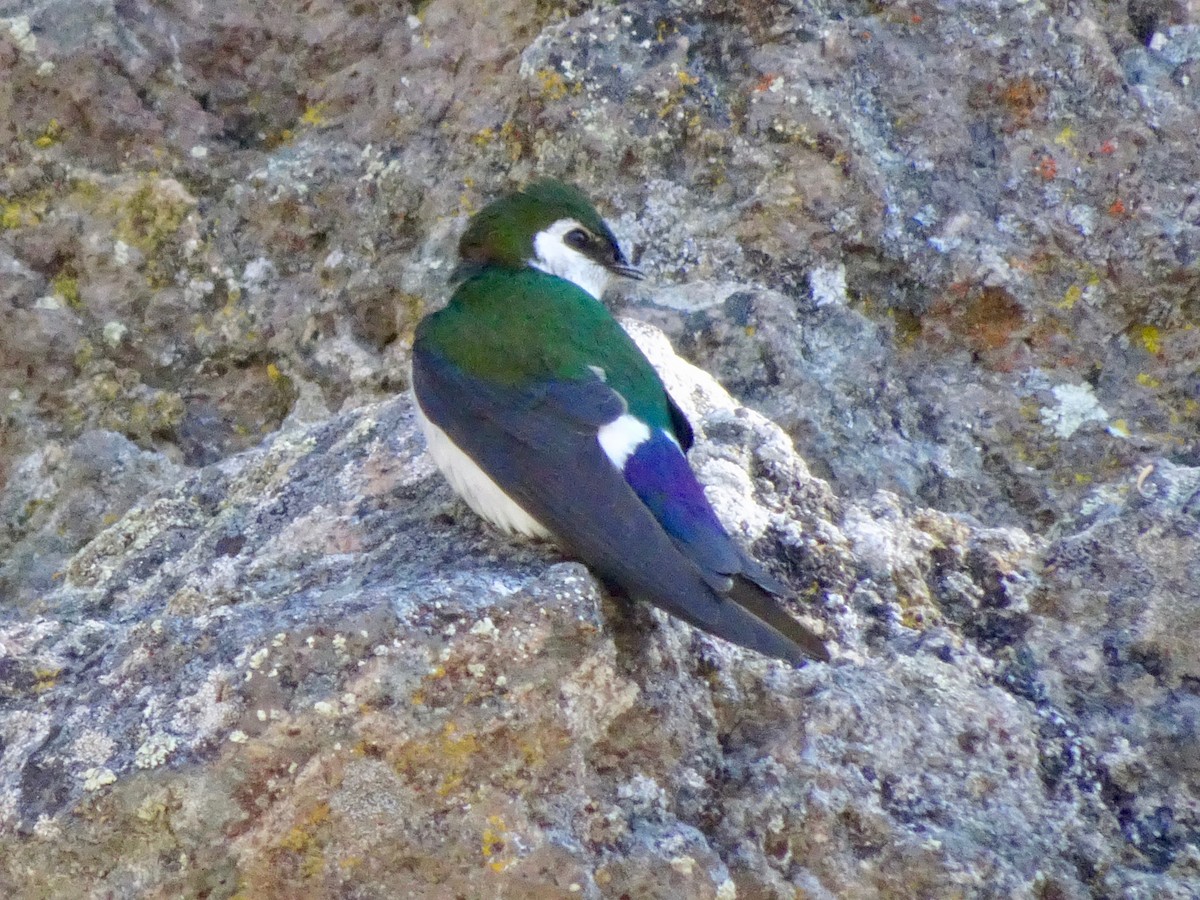 Violet-green Swallow - ML162583521