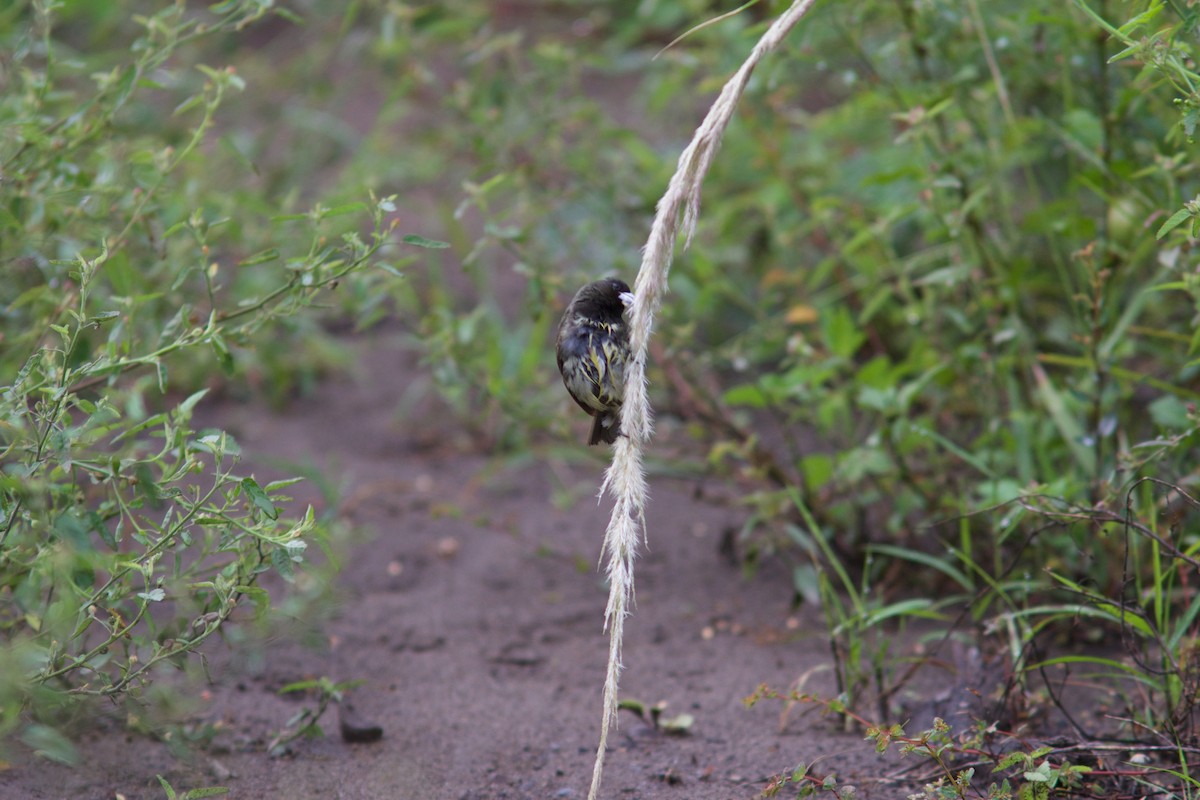 Yellow-bellied Seedeater - ML162583731