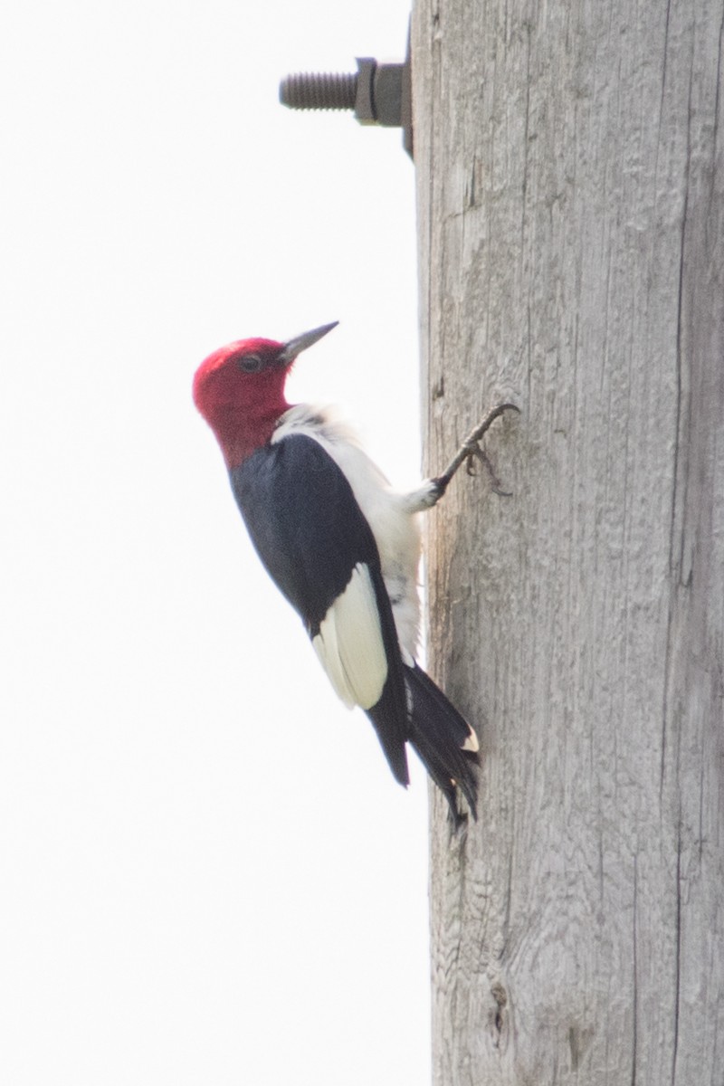 Red-headed Woodpecker - ML162585051