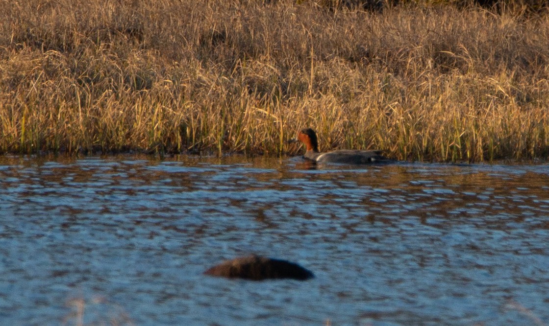 Green-winged Teal - ML162587401
