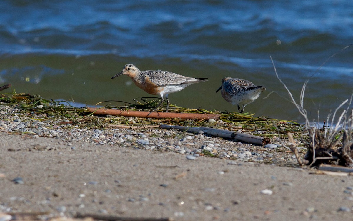 Red Knot - J B