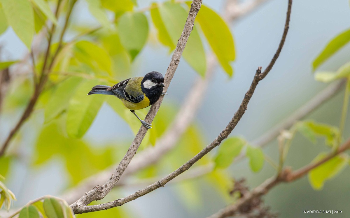 Green-backed Tit - ML162589421