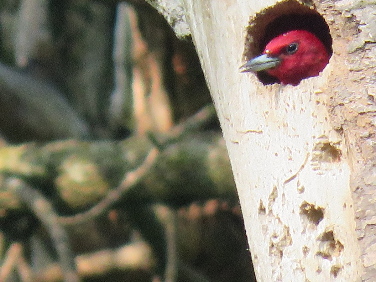 Red-headed Woodpecker - ML162591401