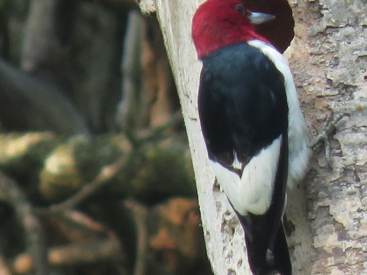 Red-headed Woodpecker - ML162591411