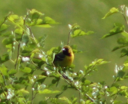 Orchard Oriole - ML162592411