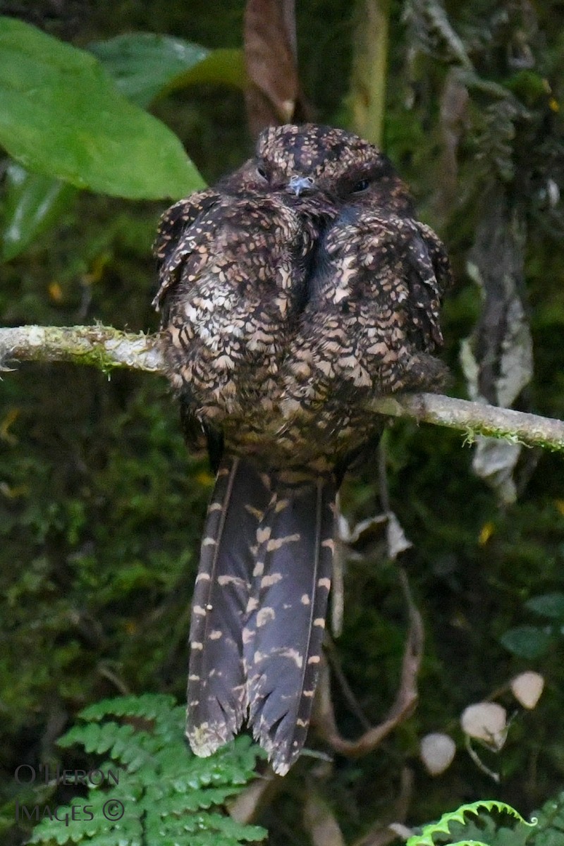 Lyre-tailed Nightjar - Alan OHeron