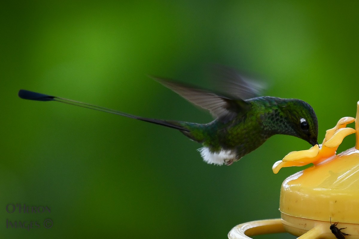 White-booted Racket-tail - ML162596451
