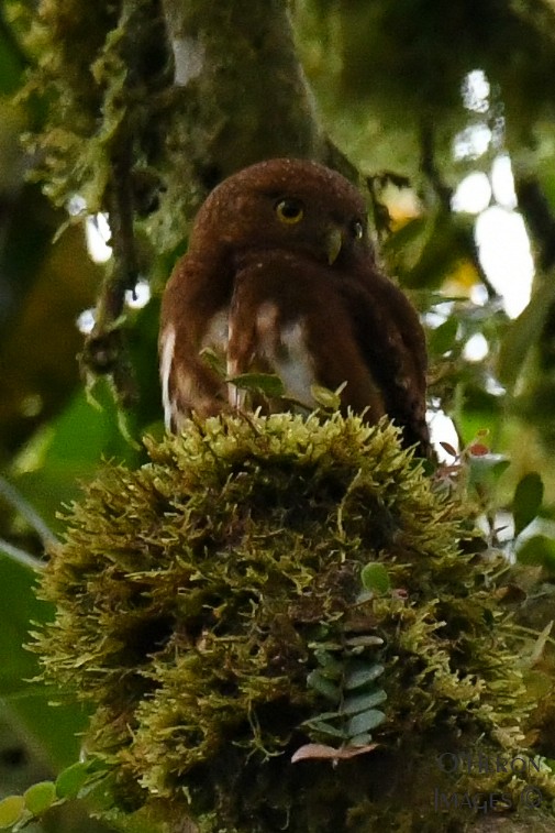 Cloud-forest Pygmy-Owl - Alan OHeron