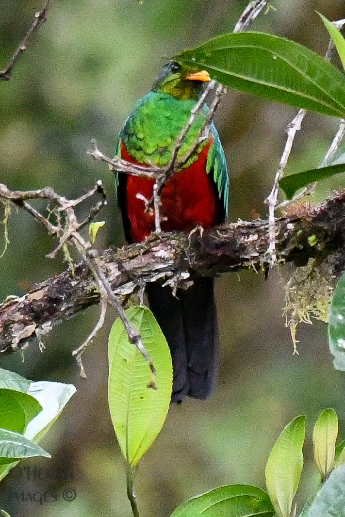 Quetzal Cabecidorado - ML162596741
