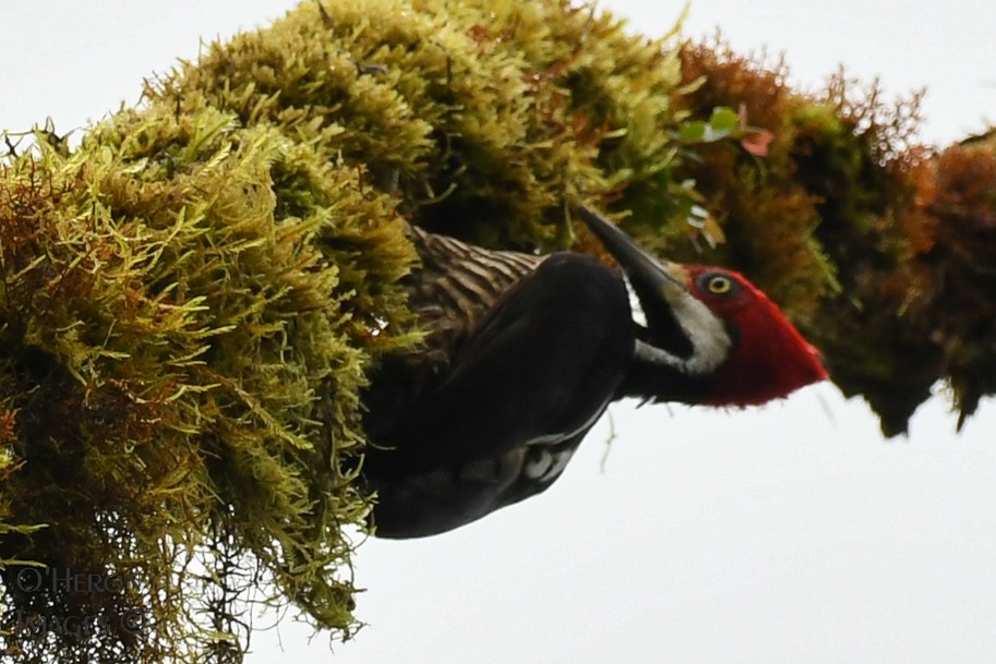 Guayaquil Woodpecker - ML162597051