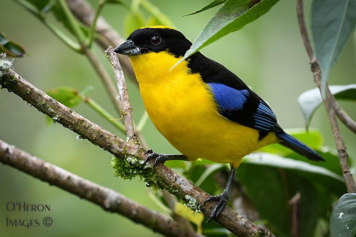 Blue-winged Mountain Tanager - ML162598251