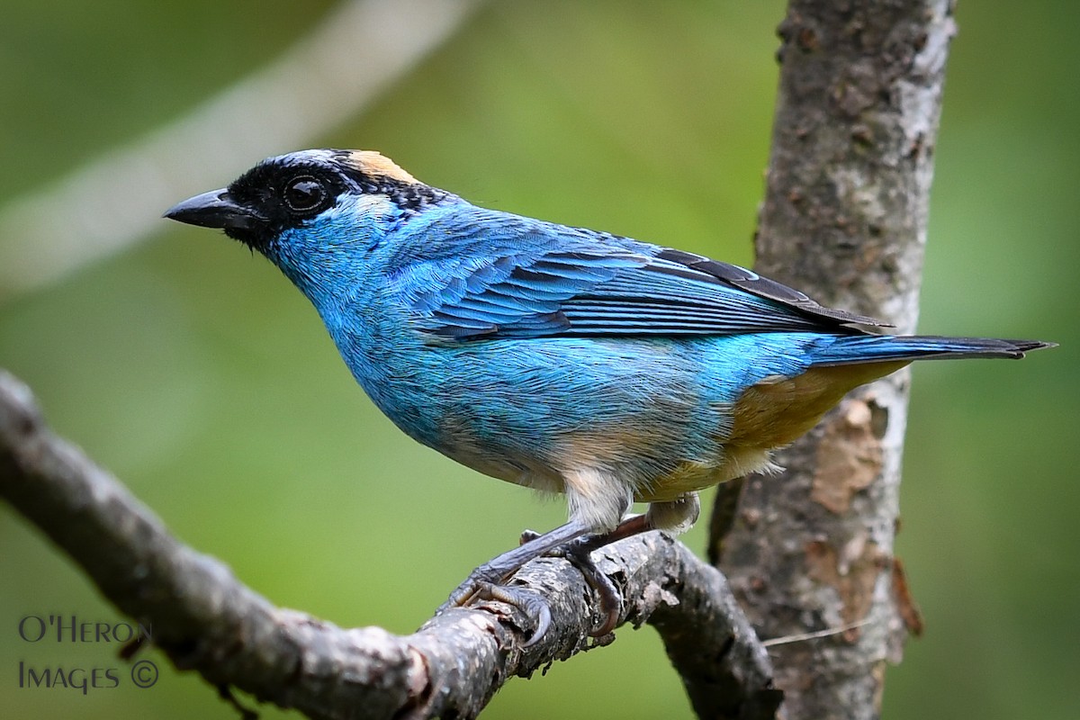 Golden-naped Tanager - ML162598261