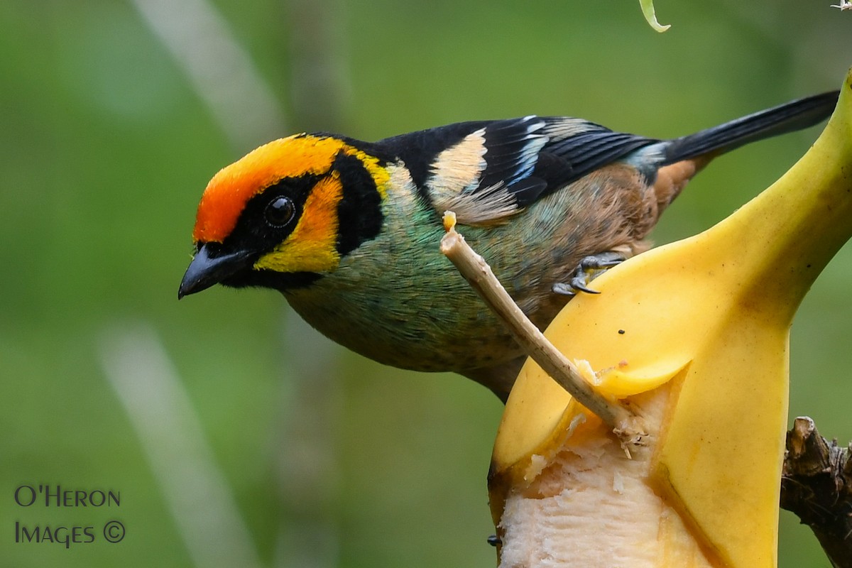 Flame-faced Tanager - ML162598331