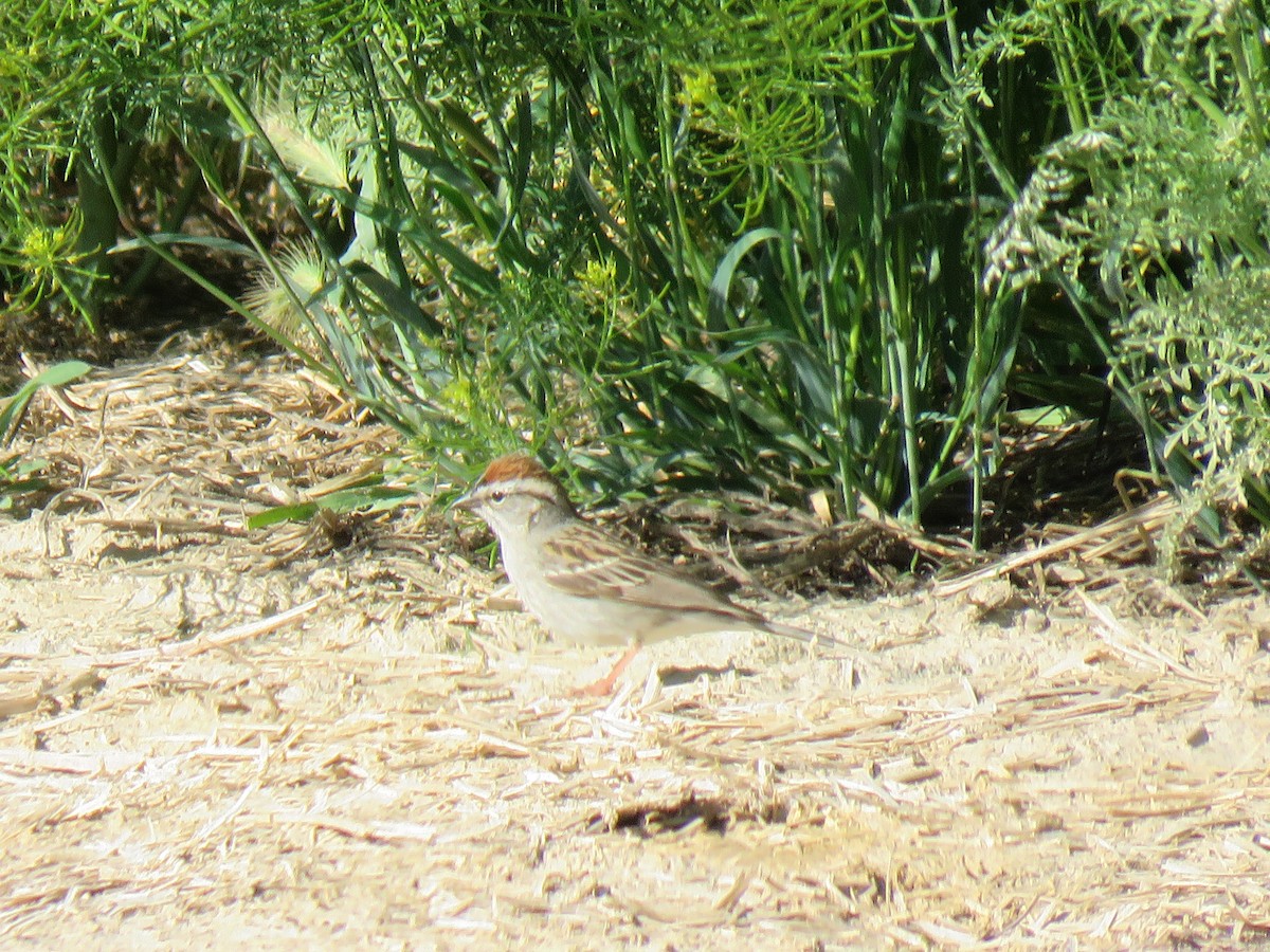 Chipping Sparrow - ML162599241