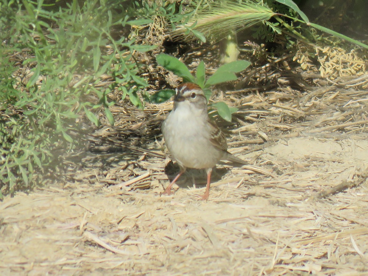 Chipping Sparrow - ML162599341