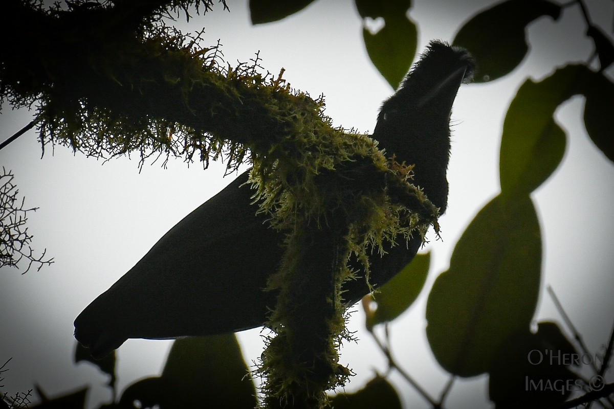 Long-wattled Umbrellabird - Alan OHeron
