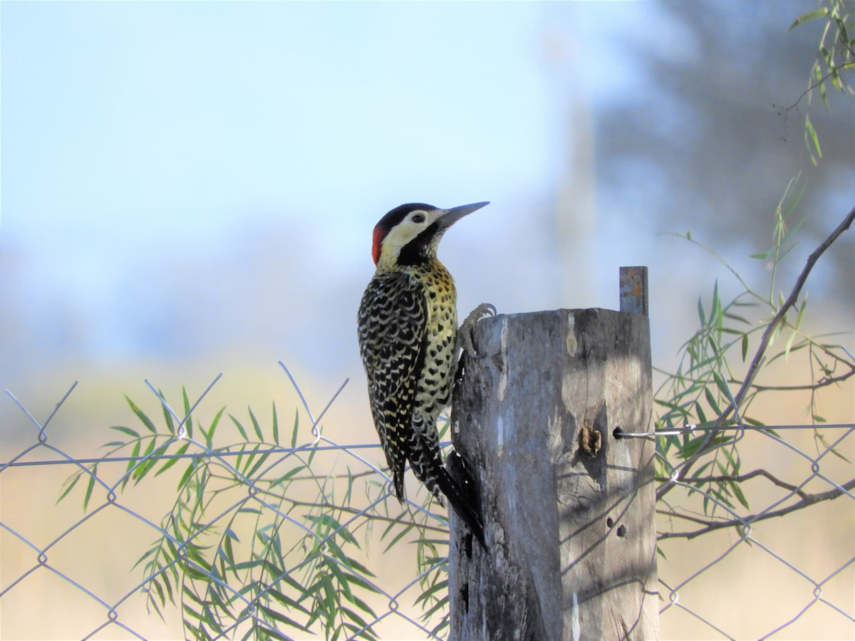 Green-barred Woodpecker - Judit  Villa