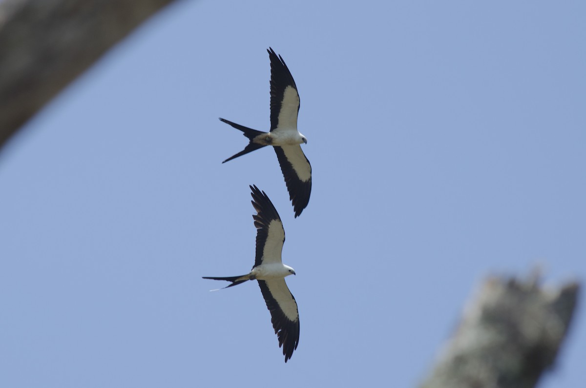 Swallow-tailed Kite - ML162605621